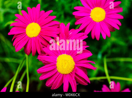 Nahaufnahme von rosa Sonnenhut in voller Blüte Stockfoto