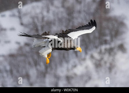 Dies ist die größte Geier, in dem ich je hawk Kontroverse in der Nähe von London gesehen haben. Stockfoto