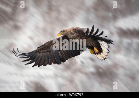 Dies ist die größte Geier, in dem ich je hawk Kontroverse in der Nähe von London gesehen haben. Stockfoto