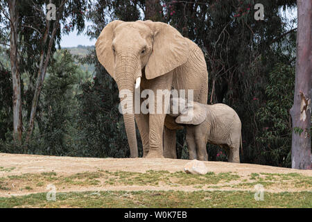 Afrikanische Elefanten, Art liebevolle zärtliche Beziehung, Mutter und Kind, süße kleine Baby Elefant nach Mutter Natur Landschaft Stockfoto