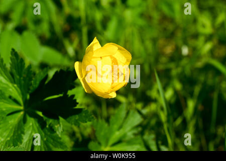 Globeflower (Trollius altissimus), Yellow Mountain Blumen in voller Blüte. Stockfoto