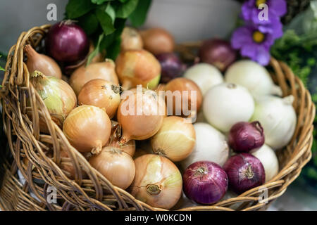 Verschiedene Zwiebeln von verschiedenen Sorten. Korb mit frischem Bio-gemüse, Leben Vitamine, selectiv konzentrieren. Farmers Market Stockfoto