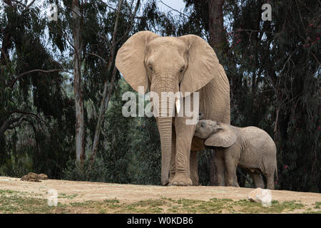 Afrikanische Elefanten, Art liebevolle zärtliche Beziehung, Mutter und Kind, süße kleine Baby Elefant nach Mutter Natur Landschaft Stockfoto