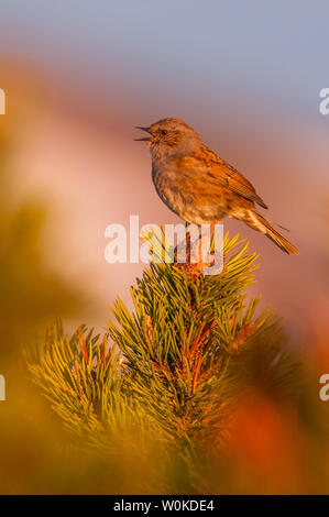 Dunnock (Phasianus colchicus), schöne Songbird sitzen auf einem mountain pine am Morgen, Nationalpark Riesengebirge, Tschechische Republik Stockfoto