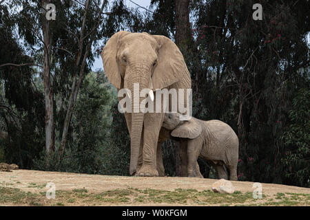 Afrikanische Elefanten, Art liebevolle zärtliche Beziehung, Mutter und Kind, süße kleine Baby Elefant nach Mutter Natur Landschaft Stockfoto