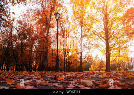 Herbst Stadt Landschaft. Herbst Bäume im sonnigen Herbst Park beleuchtet durch Sonnenschein und gefallenen Ahornblätter im Vordergrund. Herbst City Park Szene Stockfoto