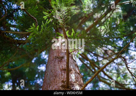 Kalifornien Redwood Tree in Sonniger Wald, im Golden Gate Park, San Francisco Stockfoto