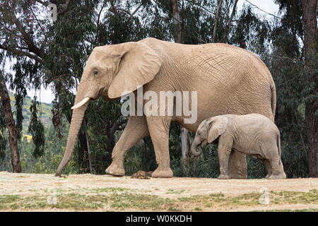 Afrikanische Elefanten, Art liebevolle zärtliche Beziehung, Mutter und Kind, süße kleine Baby Elefant nach Mutter Natur Landschaft Stockfoto