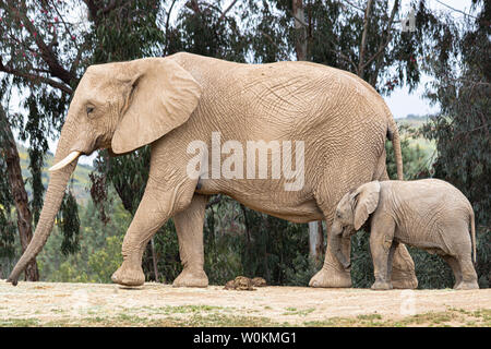 Afrikanische Elefanten, Art liebevolle zärtliche Beziehung, Mutter und Kind, süße kleine Baby Elefant nach Mutter Natur Landschaft Stockfoto