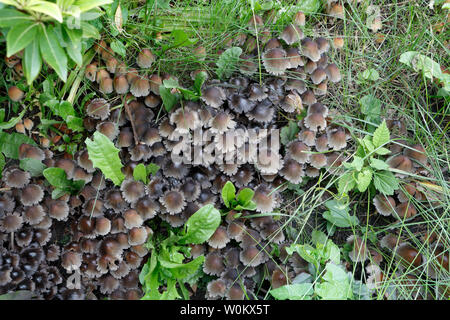 Glitzernde Inkcaps Pilze im Garten- coprinellus micaceus Stockfoto