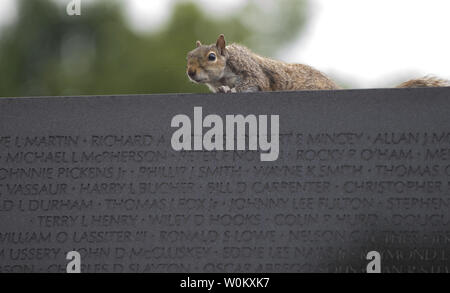 Ein neugieriges Eichhörnchen schaut über die Mauer als Tausende von Menschen zahlen ihren Respekt an Ihre Lieben an der Vietnam Veterans Memorial auf der National Mall während des Memorial Day Wochenende in Washington, DC am Samstag, den 27. Mai 2017. Mehr als 58.000 Namen von Soldaten, die ihr Leben während des Vietnam Krieges verloren sind auf die Mauer der Erinnerung aufgeführt. Foto von Pat Benic/UPI Stockfoto