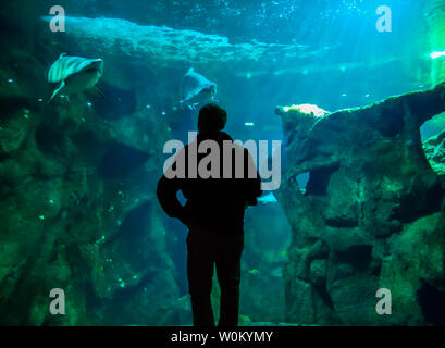 La Rochelle, Frankreich - Mai 14, 2019: ein Mann in der Nähe von Haien im Aquarium de La Rochelle, Frankreich Stockfoto