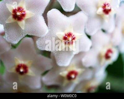 Porcelainflower Stockfoto