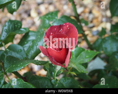 Rose "heiße Schokolade" in Blume Stockfoto