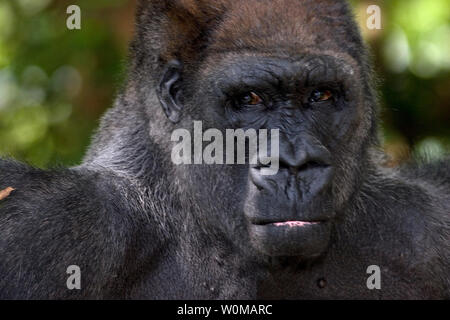 Flachlandgorilla, Männlich Stockfoto