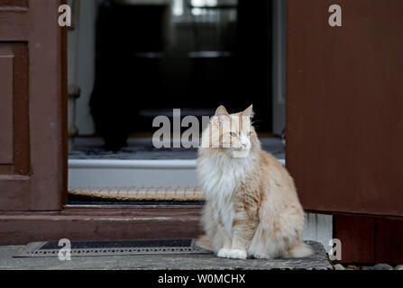 Eine große und starke Norwegische Waldkatze männlichen sitzen auf einer Tür Stockfoto