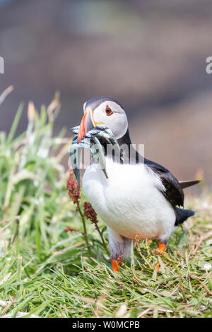 Papageitaucher mit Bissen von Sandaal auf Lunga Treshnish-inseln, Schottland Stockfoto