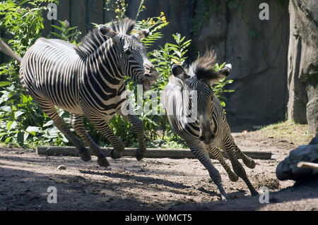 Zwei junge Zebras, Clayton (L) und Adia, jagen sich, nachdem zum ersten Mal am Lincoln Park Zoo in Chicago zu jedem anderen eingeführt wurde am 30. Juli 2008. Die 1-jährige Knaben sofort in einem Anfall von Chase und Spielen, kicken den Staub. Grevyzebras sind eine gefährdete Spezies aus dem Norden von Kenia und südlichen Äthiopien. (UPI Foto/Greg Neise/Lincoln Park Zoo). Stockfoto