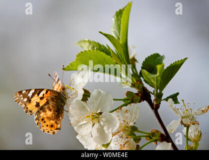 Painted Lady Butterfly, Vanessa cardui in blühende Kirschbäume Stockfoto