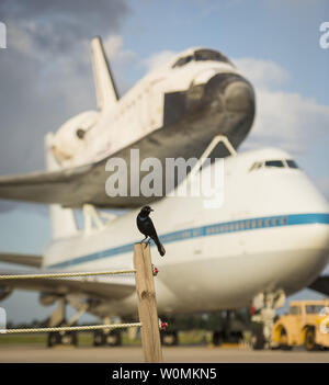 Ein Vogel ist in der Nähe des Space Shuttle Endeavour, auf die NASA-Shuttle Carrier Aircraft, SCA, am Shuttle Landing Facility des NASA Kennedy Space Center am Montag, Sept. 17, 2012 in Cape Canaveral, Fla. Die SCA, einem modifizierten 747 Jetliner, wird sich bemühen, nach Los Angeles, wo er sich auf öffentliche Anzeige im California Science Center platziert werden. Dies ist die letzte Fähre Flug in der Space Shuttle Programm Zeit geplant. UPI/Bill Ingalls/NASA Stockfoto