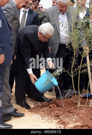 Der palästinensische Präsident Mahmoud Abbas (Abu Mazen) Pflanzen eine Olive Bäumchen in der Erinnerung Der Tag des Bodens, am 1. April 2013 in Ramallah im Westjordanland. UPI/Thaer Ghanaim Stockfoto