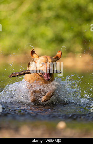 Cardiff, Wales, UK. 27. Juni 2019. Ein Hund kühlt in Cardiff Fluß während der warmen Sommer Wetter in ganz Großbritannien. Credit: Mark Hawkins/Alamy leben Nachrichten Stockfoto