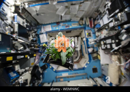 Ein Zinnia anlage Kissen schwebt über den US-Labor Destiny an Bord der Internationalen Raumstation am 22. Januar 2016. Die zinnien sind Teil der blühenden Pflanzen Experiment, das am 16. November 2015, als die NASA Astronaut Kjell Lindgren aktiviert das Veggie system begann und seine Verwurzelung 'Kissen', zinnia Samen. Der schwierige Prozess der wachsenden Die zinnien, sofern eine außergewöhnliche Gelegenheit für Wissenschaftler auf der Erde besser zu verstehen, wie die Pflanzen in der Schwerelosigkeit zu wachsen, und für die Astronauten zu üben, was Sie mit auf einer Deep Space Mission: autonome Gartenarbeit beauftragt werden. Stockfoto