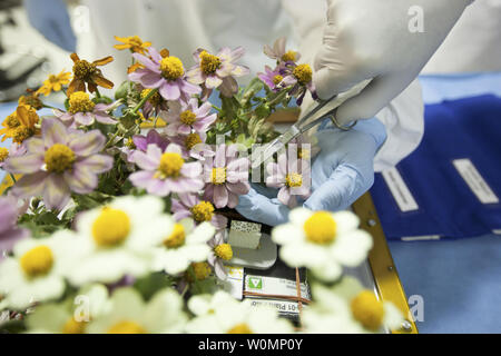 Zinnia Pflanzen aus der Veggie Ground Control System werden im Flug Ausrüstung Entwicklung Labor in der Space Station Processing Facility bei NASAÕs Kennedy Space Center in Florida geerntet. Eine ähnliche zinnia Ernte wird die Astronaut Scott Kelly auf der Internationalen Raumstation am 14. Februar 2016 durchgeführt werden. NASA Foto von Bill White/UPI Stockfoto