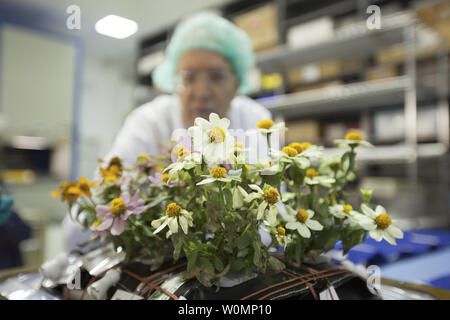 Bunte Ground Control zinnia Anlagen werden für die Ernte im Flug Ausrüstung Entwicklung Labor in der Space Station Processing Facility bei NASAÕs Kennedy Space Center in Florida vorbereitet. Im Hintergrund ist Chuck Spern, ein Projekt Ingenieur mit Vencore auf der Engineering Services Contract an Kennedy. Eine ähnliche zinnia Ernte wird die Astronaut Scott Kelly auf der Internationalen Raumstation am 14. Februar 2016 durchgeführt werden. NASA Foto von Bill White/UPI Stockfoto