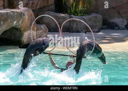 Kalifornische Seelöwen, klischeehafte Zirkus Dichtung, Springen durch Reifen durch Trainer während der Show an Blackpool Zoo, Großbritannien abgehalten Stockfoto