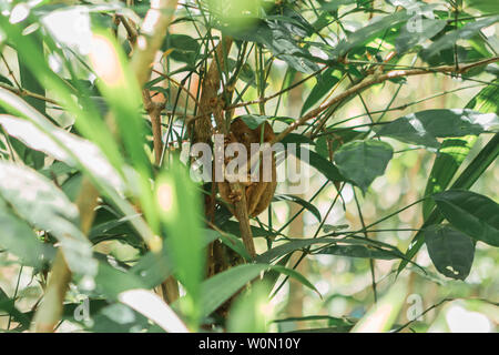 Tarsier in Bohol Tarsier Heiligtum, Cebu, Philippinen. Stockfoto