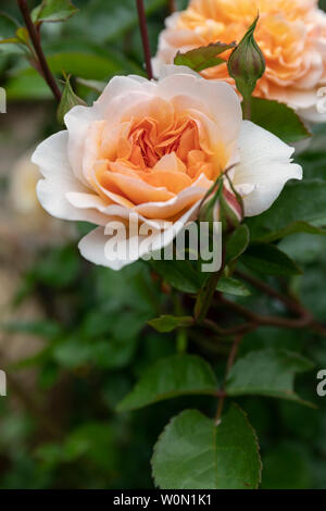 Nahaufnahme einer Aprikosenrose - Rosa Port Sonnenlicht blühend in einem englischen Garten Stockfoto