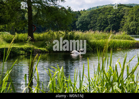 Mute swan auf See. Stockfoto