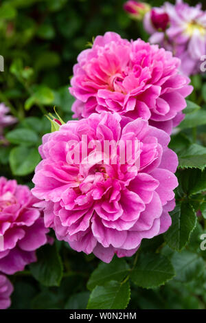 Nahaufnahme der rosa Strauchrose - Rosa ‘Prinzessin Anne’ blüht in einem englischen Garten Stockfoto