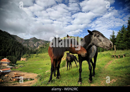 Bei Lang Mu Tempel, Präfektur Gannan, Provinz Gansu fotografiert. Stockfoto
