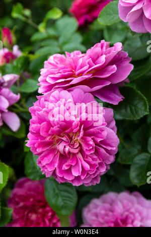 Nahaufnahme der rosa Rose - Rosa ‘Prinzessin Anne’ blüht in einem englischen Garten Stockfoto