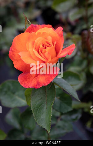 In der Nähe von Rosa Super Trouper Blüte in einem Englischen Garten Stockfoto
