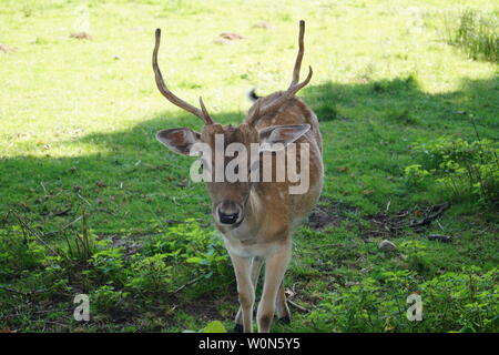 Die Hirsche in der nationalen Reserve bog der Ruebke Stockfoto