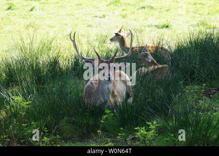 Die Hirsche in der nationalen Reserve bog der Ruebke Stockfoto