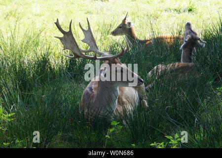 Die Hirsche in der nationalen Reserve bog der Ruebke Stockfoto