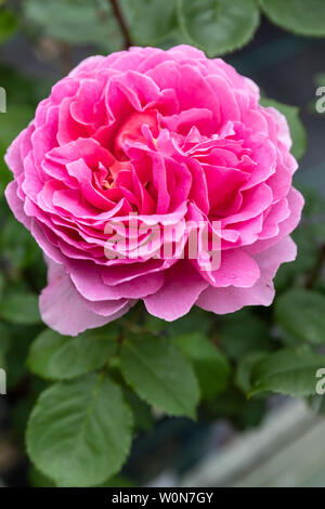 Nahaufnahme einer rosa Strauchrose - Rosa Prinzessin Alexandra von Kent blüht im Sommer in Großbritannien Stockfoto