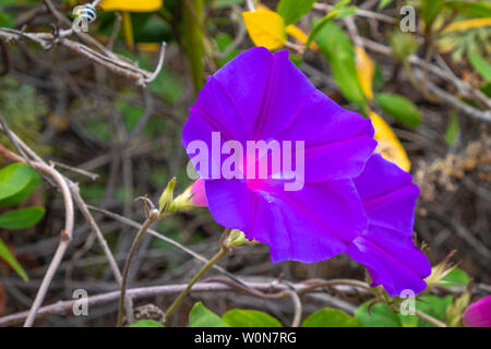 Blau und Violett Petunie auf Teneriffa Stockfoto