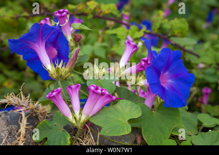 Blau und Violett Petunie auf Teneriffa Stockfoto