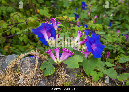 Blau und Violett Petunie auf Teneriffa Stockfoto