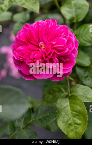 Nahaufnahme einer tiefen rosa Rose Englische Alte Rose namens Rosa James L. Austin, die im Sommer in einem englischen Garten blüht Stockfoto