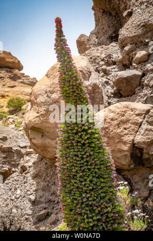 Stolz von Madeira, Stolz von Madeira Stockfoto