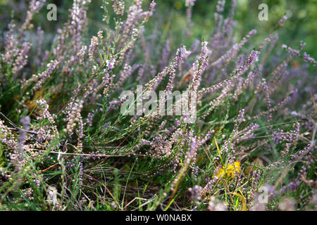 Zartes Rosa Heather Blumen im Wald wachsenden Stockfoto