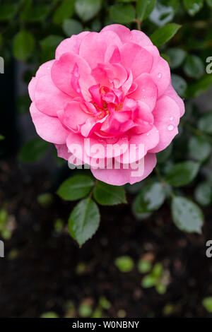Rosa Bonica eine rosa Strauchrose, fotografiert nach einem Regenschauer, England, Großbritannien Stockfoto