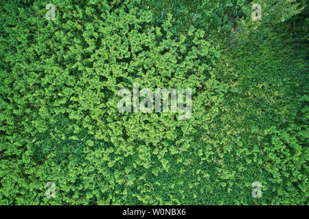 Farne aus der Drohne. Die Aussicht von oben. Schönen grünen Hintergrund. Stockfoto