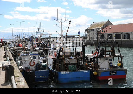 Fischerboote im Hafen von pittenweem ein Hafen an der Küste von Fife in Schottland. Fisch ist sowohl landete und im Großhandel Fischmarkt Im Hafen verkauft. Stockfoto